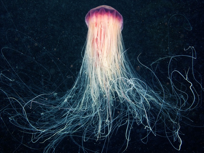 Jellyfish 1200 10
